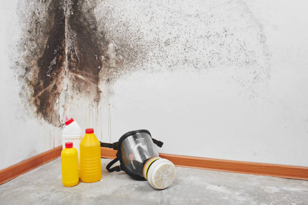 Best Mold Remediation for Specific Building Types in Mexia, TX