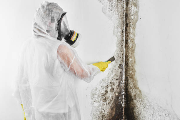 Best Attic Mold Remediation in Mexia, TX