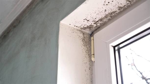 Best Post-Remediation Services in Mexia, TX