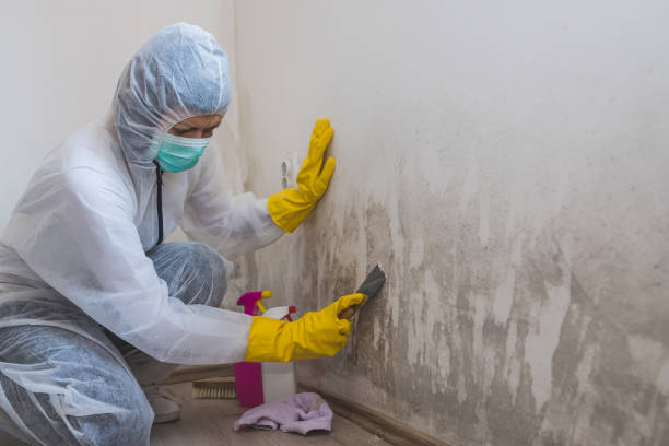 Best DIY Mold Remediation Support Services in Mexia, TX