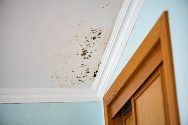 Best Crawl Space Mold Remediation in Mexia, TX