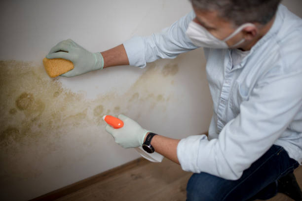 Best Commercial Mold Remediation in Mexia, TX
