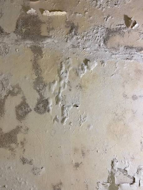 Best Black Mold Remediation in Mexia, TX