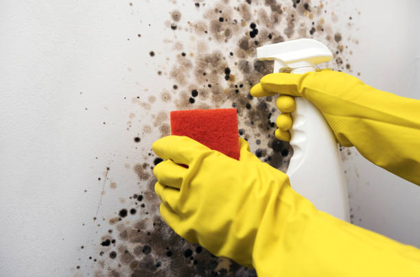 Best Preventive Mold Services in Mexia, TX