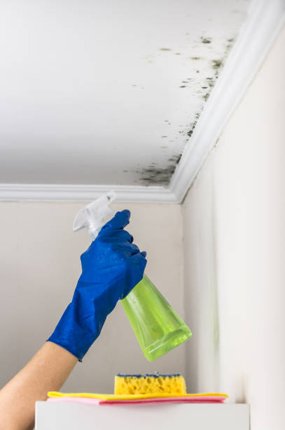 Reliable Mexia, TX Mold Remediation Solutions